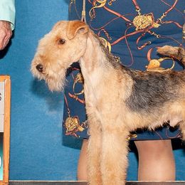 Waylon - Lakeland Terrier