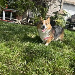 FridaKahlo - Pembroke Welsh Corgi