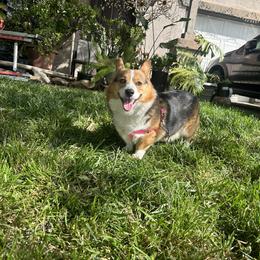 FridaKahlo - Pembroke Welsh Corgi