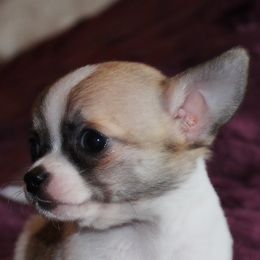 Chihuahua Puppies from Kactus Kathy's Chihuahuas