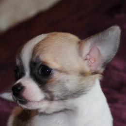 Chihuahua Puppies from Kactus Kathy's Chihuahuas