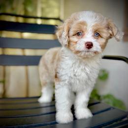 Maximus - Red tri-color male Aussiedoodle puppy in Los Angeles, California from LA’s Favorite Puppies