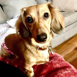 Macy - Dachshund