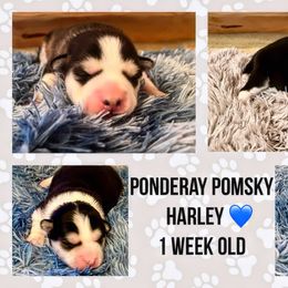 Pomsky Puppies from Ponderay Pomsky