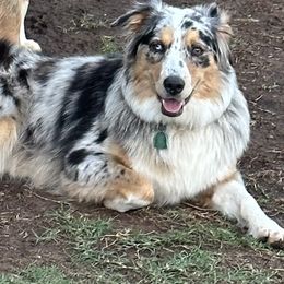 Bailey - Australian Shepherd