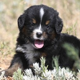 Purple Collar Girl - Black tan and white female Bernese Mountain Dog puppy in Loveland, Colorado from Grateful Bernese & Gage's Goldens