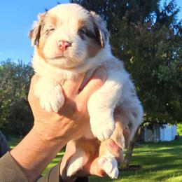 CHERRY - Red merle female Australian Shepherd puppy in Spencerville, Ohio from Awesome Wigglin Aussies