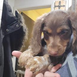 Dachshund Puppies from Shaffers low riding weiners