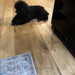 Miniature Schnauzer and Poodle Puppies from Lorraine Finley