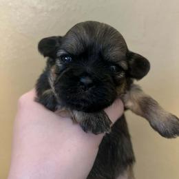 Girl 1 - Brindle female Shih Tzu puppy in Norris City, Illinois from Dainty and Darling Shih Tzu