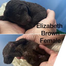 Elizabeth - Silver-beige  female Poodle puppy in Greenville, North Carolina from Grace Poodles