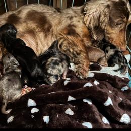 Girl 1 - Dapple female Dachshund puppy in Mayfield, Kentucky from H&C’s Dachshunds and Retrievers