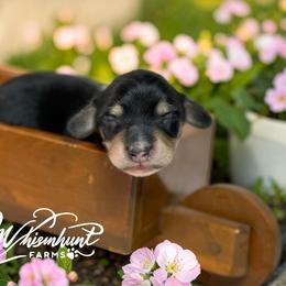Black n cream 3- 2150 - Black and cream female Dachshund puppy in Nashville, Arkansas from Whisenhunt Farms