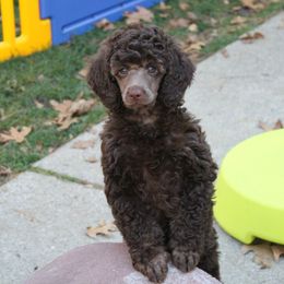 Poodle Puppies from Earthstone Poodle