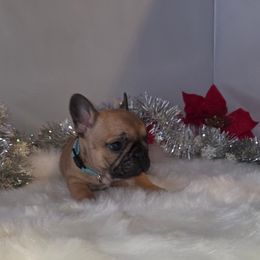 Girl 1 - Fawn female French Bulldog puppy in Solway, Minnesota from PcFrenchies