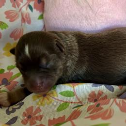 Wisteria - Red tri male Miniature Australian Shepherd puppy in Port Saint Lucie, Florida from Charlene Brannon's Mini Australian Shepherds