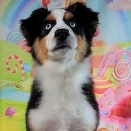 Midge - Black tri-color female Australian Shepherd puppy in Waddell, Arizona from Winsome Aussies