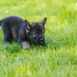German Shepherd Puppies from Faoladh German Shepherds