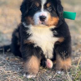 Buddy - Black and rust male Bernese Mountain Dog puppy in Purcell, Oklahoma from Swiss Berner Bears