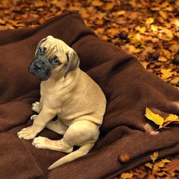 Bullmastiff Puppies from Ambrosia Mastiffs