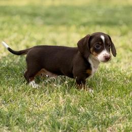 Loki - Piebald male Dachshund puppy in Queen Creek, Arizona from Jolly Rogers Dachshunds