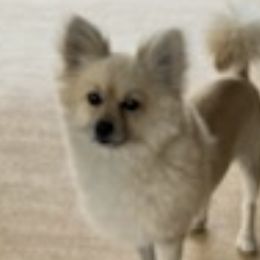 Companion Crosses from Rosa's Puppies