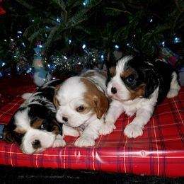 Cavalier King Charles Spaniel Puppies from Jackson's Cavaliers