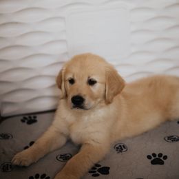 Golden Retriever Puppies from Rosemary Goldens
