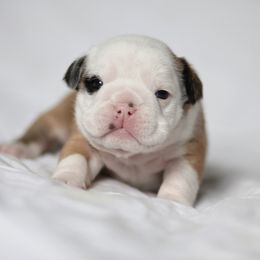 Bulldog Puppies from Simpkins' Southern Bulldogs