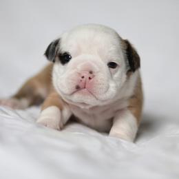 Bulldog Puppies from Simpkins' Southern Bulldogs