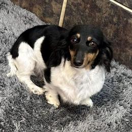 Teeter - Dachshund