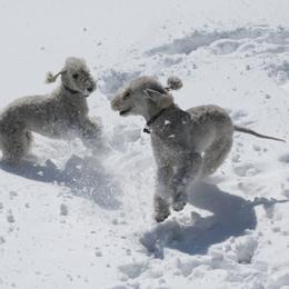Bedlington Terriers and Salukis from Jewelbox Bedlingtons and Salukis