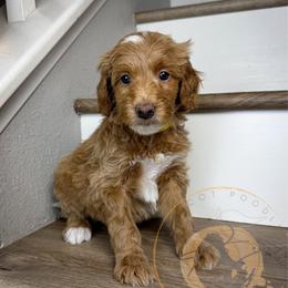 Daisy - Apricot female Goldendoodle puppy in Murrieta, California from Apricot Poodles & Goldendoodles, LLC
