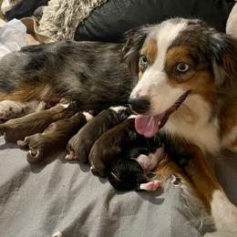 Miniature Australian Shepherd puppies from Natural Life Ranch