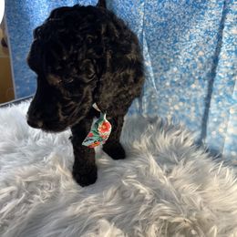 Poodle Puppies from Abbott Standard Poodles