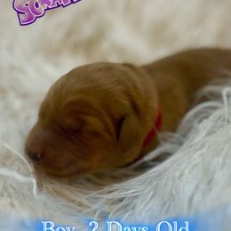 Scrappy Doo - Dark golden male Golden Retriever puppy in Galena, Ohio from Hosmer's Golden Retrievers