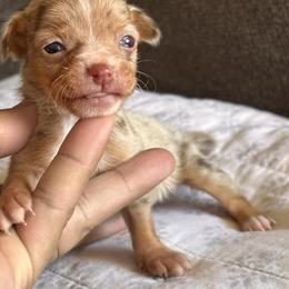 Gold merle - Merle male Chihuahua puppy in West York, Pennsylvania from Perfect Color Chihuahuas