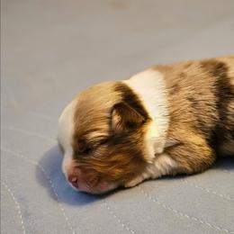 Cinder - Red merle male Toy Australian Shepherd puppy in Powell Butte, Oregon from Willow Lane Ranch