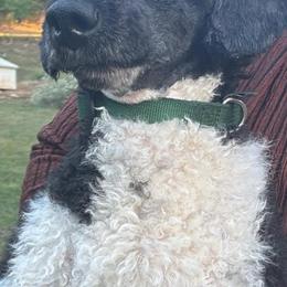 Squirt - Parti male Poodle puppy in Sharps Chapel, Tennessee from McKenzie's Puppies
