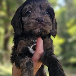 Purple Female - Brown and tan female Cockapoo puppy in Mocksville, North Carolina from Hunting Creek Kennels & Farm
