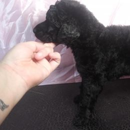 Chihuahua and Poodle Puppies from October Glory Standard Poodles