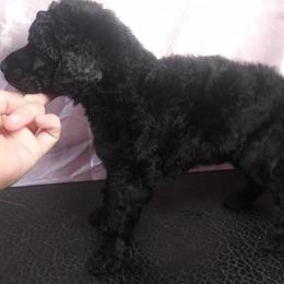 Chihuahua and Poodle Puppies from October Glory Standard Poodles
