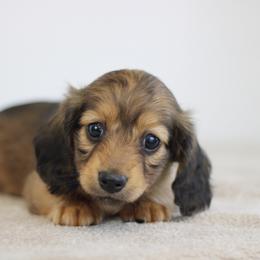 Sapphire - Cream female Dachshund puppy in Alto, Texas from Prima Dachshunds