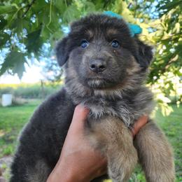 Muffin - Blue female German Shepherd puppy in Fort Jennings, Ohio from Von Holtzapple German shepherds