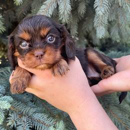 Chloe - Chocolate female Cavalier King Charles Spaniel puppy in Caldwell, Idaho from Treasure Valley Poodles