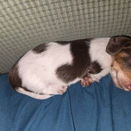 Dachshund Puppies from Mini Dachshund Loves