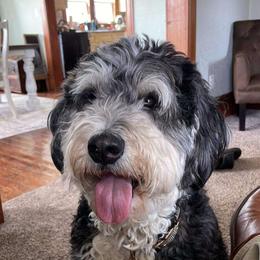River - Bernedoodle
