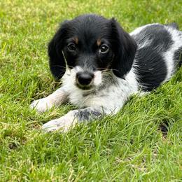 Dachshund Puppies from Long Dog Ranch