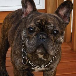French Bulldog puppies from The Defender Farm