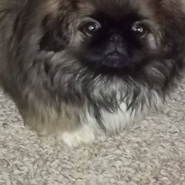 Pekingese from Brey Pekingese